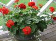 tn_gallery_14_226_41823.jpg