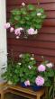tn_gallery_14_226_44356.jpg