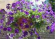 tn_gallery_14_226_51772.jpg