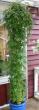 tn_gallery_14_226_7537.jpg