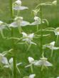 tn_gallery_2778_232_23299.jpg