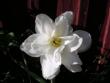 tn_gallery_2778_232_24234.jpg