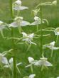 tn_gallery_2778_232_26758.jpg