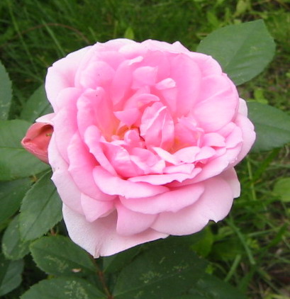 gallery_14_227_21653.jpg