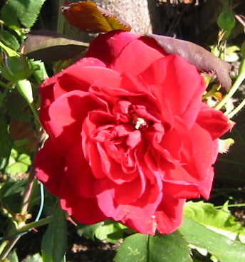 gallery_14_227_21834.jpg