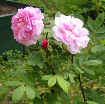 gallery_14_227_2437.jpg