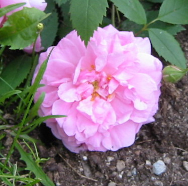 gallery_14_227_3443.jpg