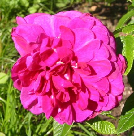 gallery_14_227_38762.jpg