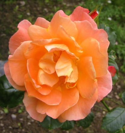gallery_14_227_4589.jpg
