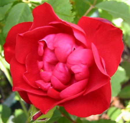 gallery_14_227_50470.jpg