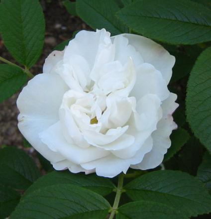 gallery_14_227_51318.jpg