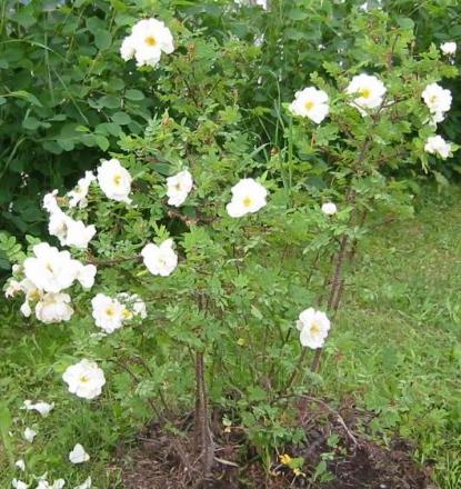 gallery_14_227_60120.jpg