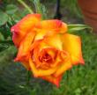 tn_gallery_14_178_974.jpg