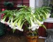 tn_gallery_14_226_34474.jpg