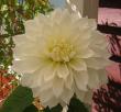 tn_gallery_14_226_38537.jpg