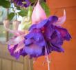 tn_gallery_14_226_42319.jpg
