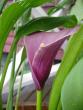 tn_gallery_14_226_51133.jpg