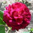 tn_gallery_14_227_13872.jpg