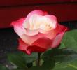 tn_gallery_14_227_19639.jpg