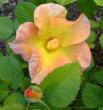 tn_gallery_14_227_33335.jpg