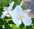tn_gallery_14_227_41930.jpg