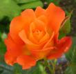 tn_gallery_14_227_4358.jpg