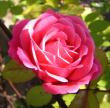 tn_gallery_14_227_45396.jpg