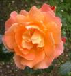 tn_gallery_14_227_4589.jpg