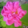 tn_gallery_14_227_47514.jpg