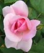 tn_gallery_14_227_49318.jpg