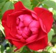tn_gallery_14_227_50470.jpg