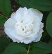 tn_gallery_14_227_51318.jpg