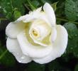 tn_gallery_14_227_672.jpg