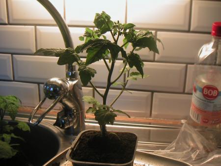 gallery_9091_243_105066.jpg