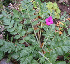 gallery_14_247_1181.jpg