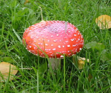 gallery_14_247_78384.jpg