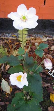 gallery_14_247_41174.jpg