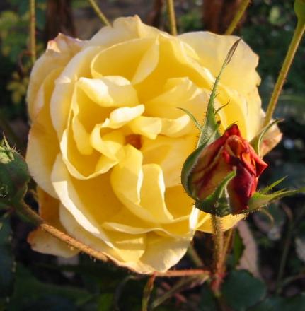 gallery_14_247_63773.jpg