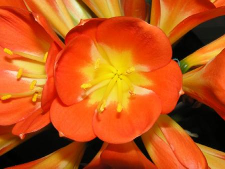 gallery_9736_151_30716.jpg