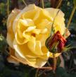 tn_gallery_14_247_63773.jpg