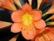 tn_gallery_9736_151_47044.jpg