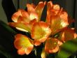 tn_gallery_9736_151_8088.jpg