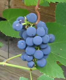 gallery_14_247_6587.jpg