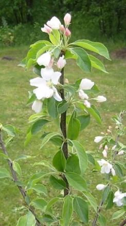 gallery_14_245_13657.jpg