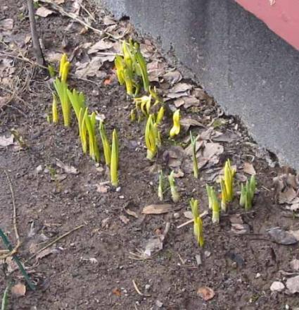 gallery_14_245_21805.jpg