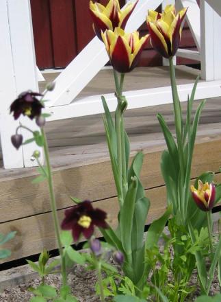 gallery_14_245_49540.jpg