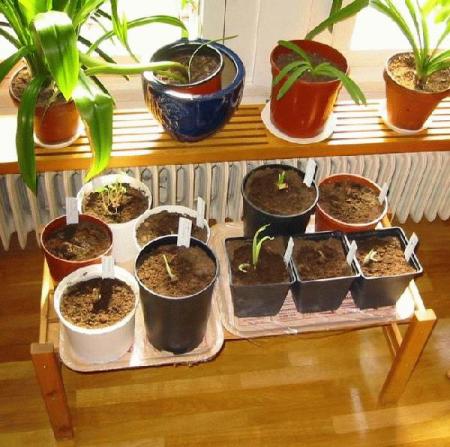 gallery_14_245_59639.jpg