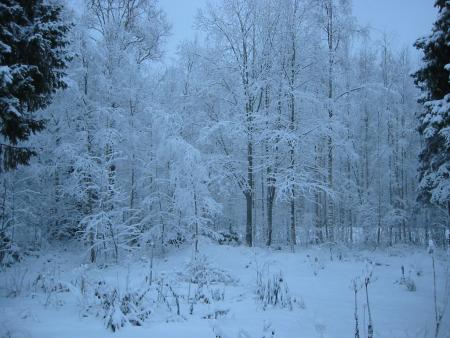 gallery_14_247_357958.jpg