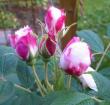 tn_gallery_14_247_30228.jpg