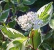 tn_gallery_14_247_6131.jpg